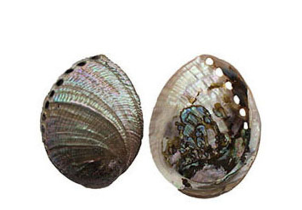 Blue Abalone Seashell- ½ Pearlized & ½ Polished 