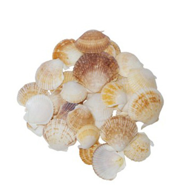 Pecten Pixadatus