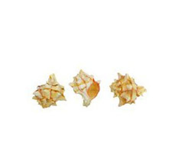 Brassica Murex Seashell Lacquered