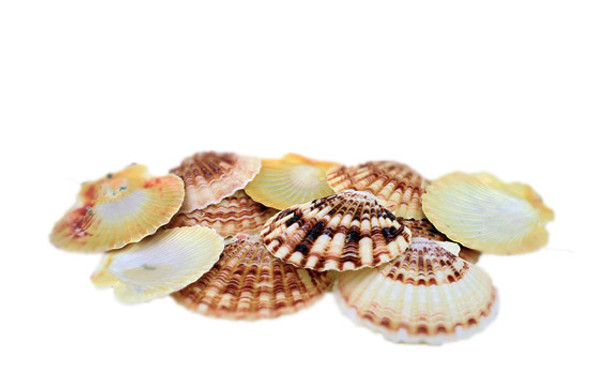 Pecten Macasarensis Shells