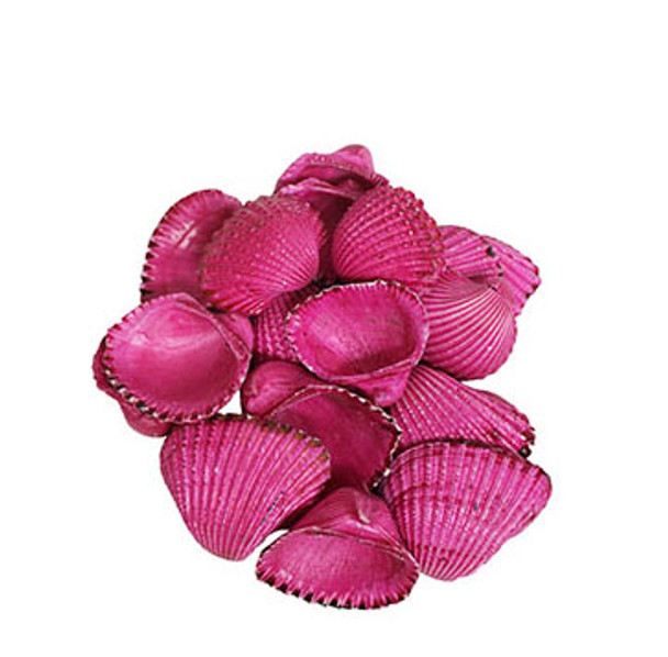 Dyed Pink Ark Seashells