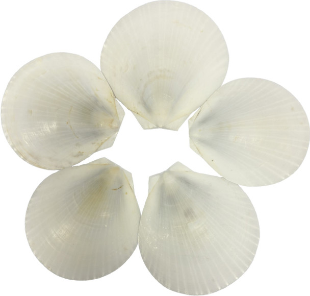 Sun Shell Seashell