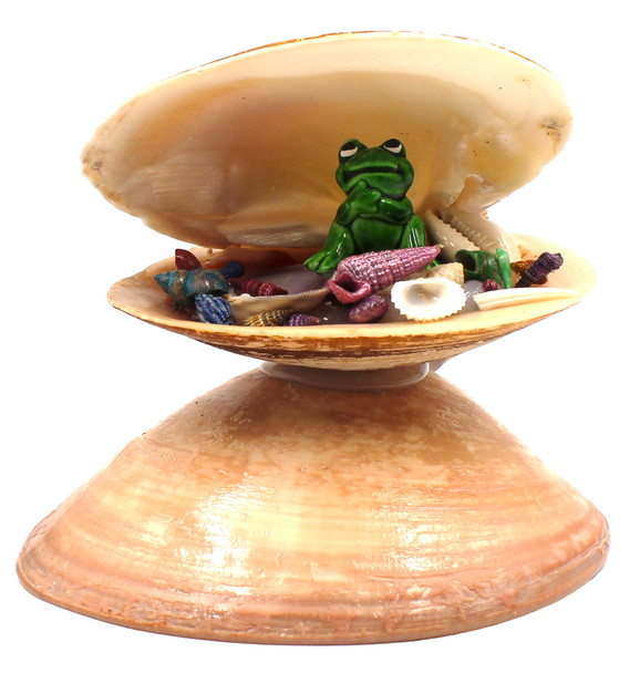 Clam Series 
