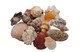 Seashells 