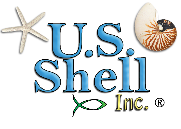 100 kauri muscheln 19mm-20mm++ Lot de 100 Cauris ouverts coup\u00e9s 19mm-20mm++ Slices Cut Open Seashells 19mm-20mm++ 100 pcs Cowrie shells