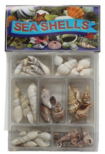 Beal Shell Collection www.usshell.com