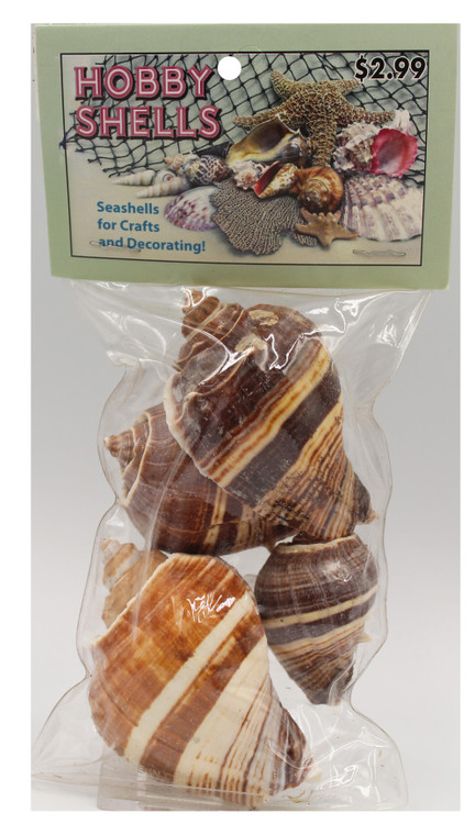 Crown Conch- Craft Pack - www.usshell.com