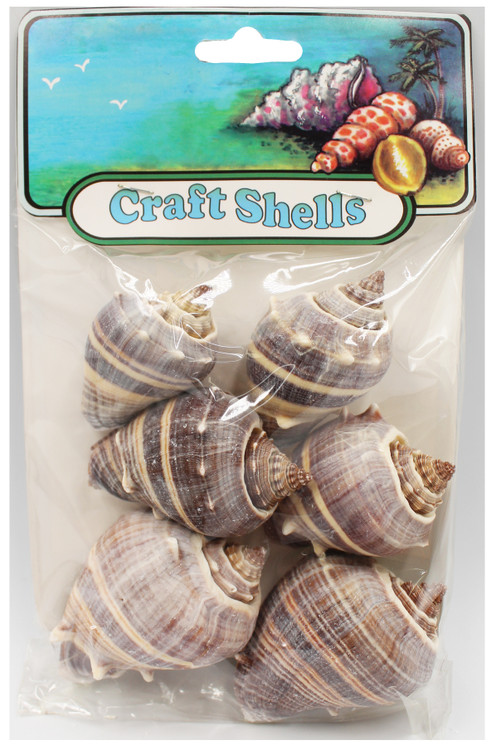 Crown Conch- Craft Pack - www.usshell.com
