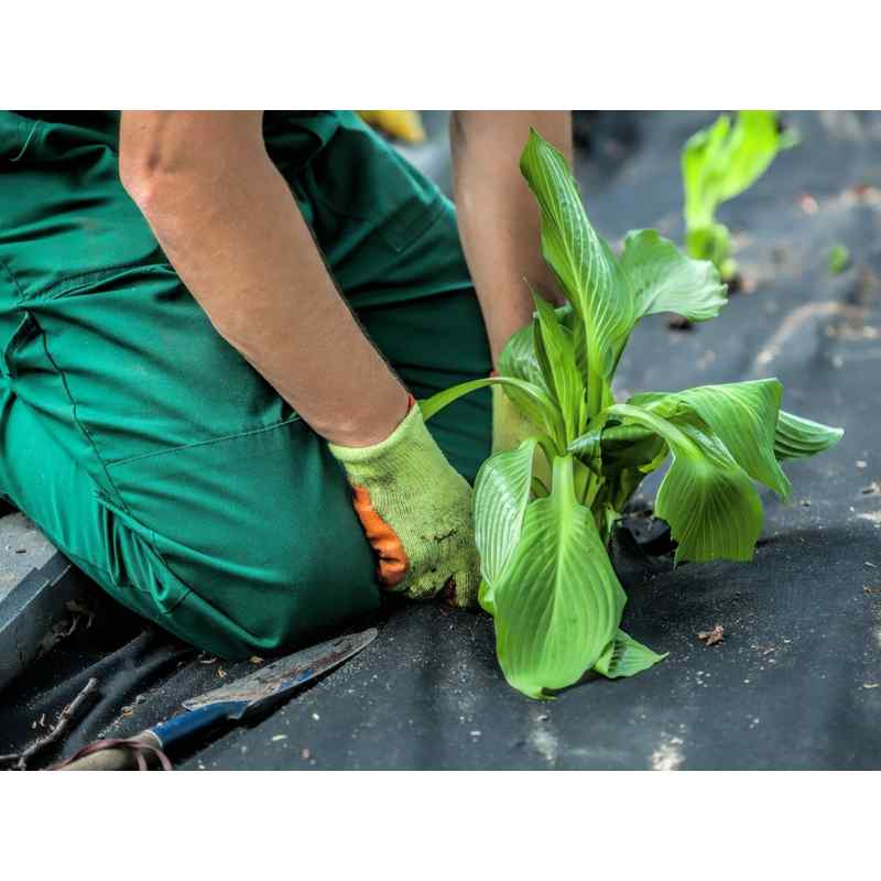 Photograph of Growtivation Landscape Fabric, Non-Woven Dark Grey Fabric, 15m x 1m, 15 sq m Coverage