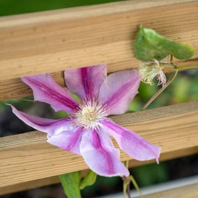 Further photograph of Forest Garden Living Screen Planter 260mm x 1000mm x 1000mm