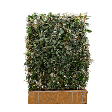 Mobilane Green Screen Elaeagnus Ebbingei 120cm x 155cm product image