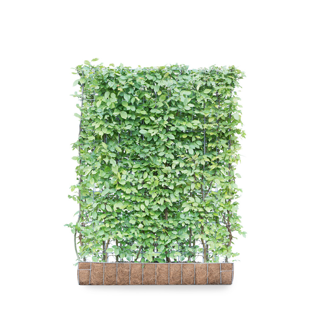 Product Image Zoom -1