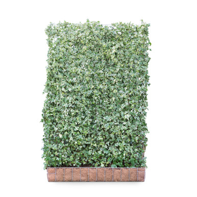 Mobilane Green Screen Hedera Helix 'White Ripple', 120cm x 180cm product image
