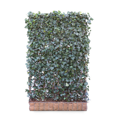 Mobilane Green Screen Hedera Helix 'Woerner', 120cm x 180cm product image