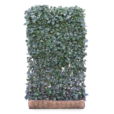 Mobilane Green Screen Hedera Helix 'Woerner', 120cm x 200cm product image