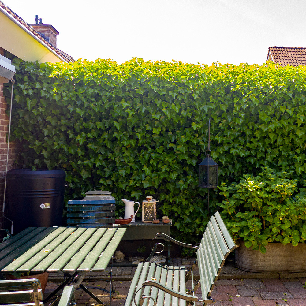 Mobilane Green Screen Hedera Helix 'Woerner', 120cm x 200cm