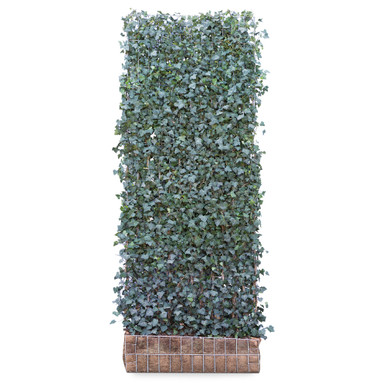 Mobilane Green Screen Hedera Helix 'Woerner', 120cm x 300cm product image