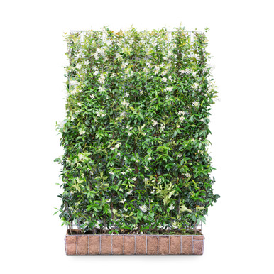 Mobilane Green Screen Trachelospermum Jasminoides 120cm x 180cm product image