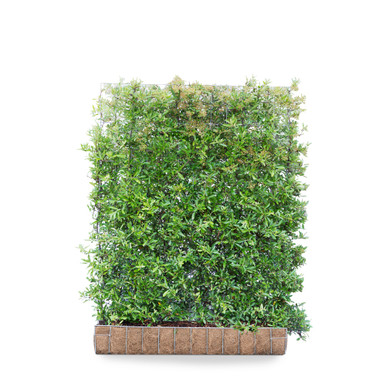 Mobilane Green Screen Pyracantha 'Dart's Red', 120cm x 155cm product image