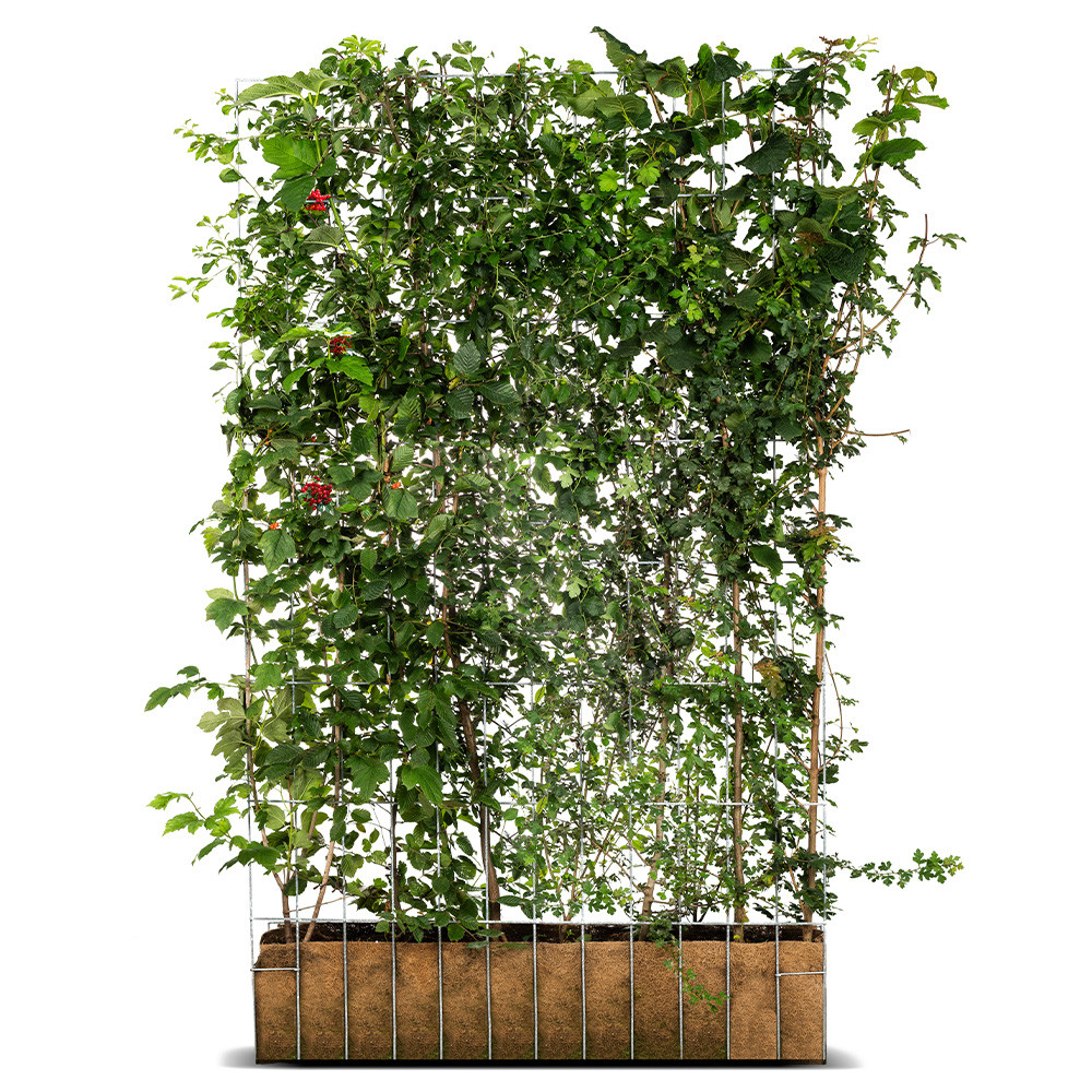 Product Image Zoom -1