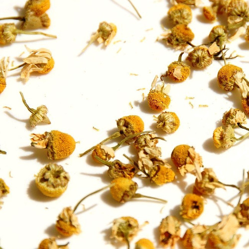 Egyptian Chamomile buds Egyptian Chamomile buds