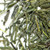 Sencha Tea Leaves Sencha Tea Leaves