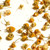 Egyptian Chamomile buds Egyptian Chamomile buds