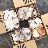 mushroom packaging containers