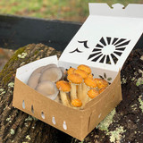 2 quart reversible paper mushroom containers