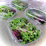 Compostable PLA 12 oz Microgreen containers Compostable PLA 12 oz Microgreen containers
