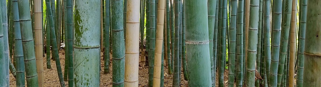 bamboo forest