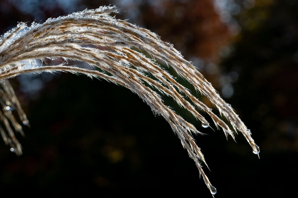 close-up-dried-miscanthus