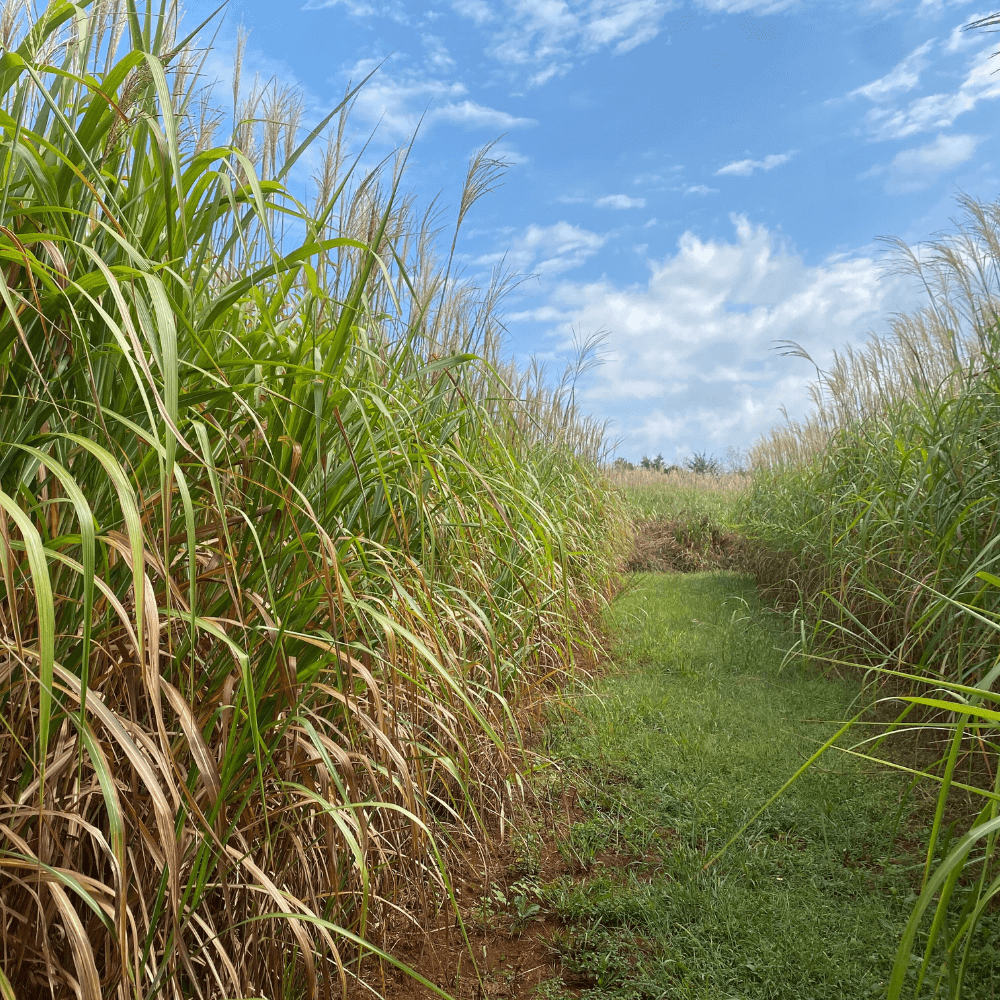 us grown perennial grasses