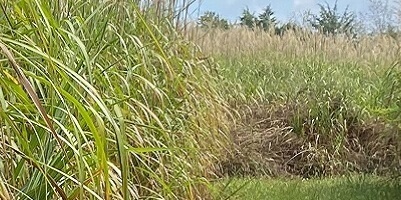 miscathus in field