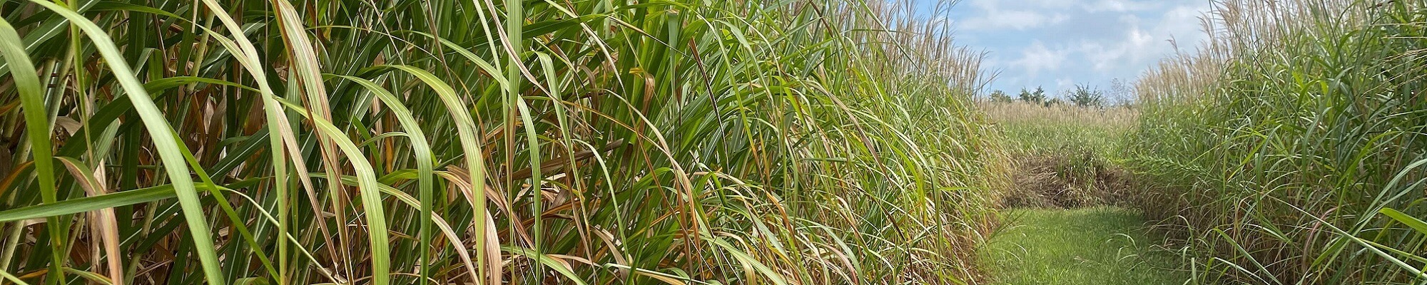 miscathus in field