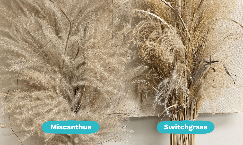miscanthus-vs-switchgrass