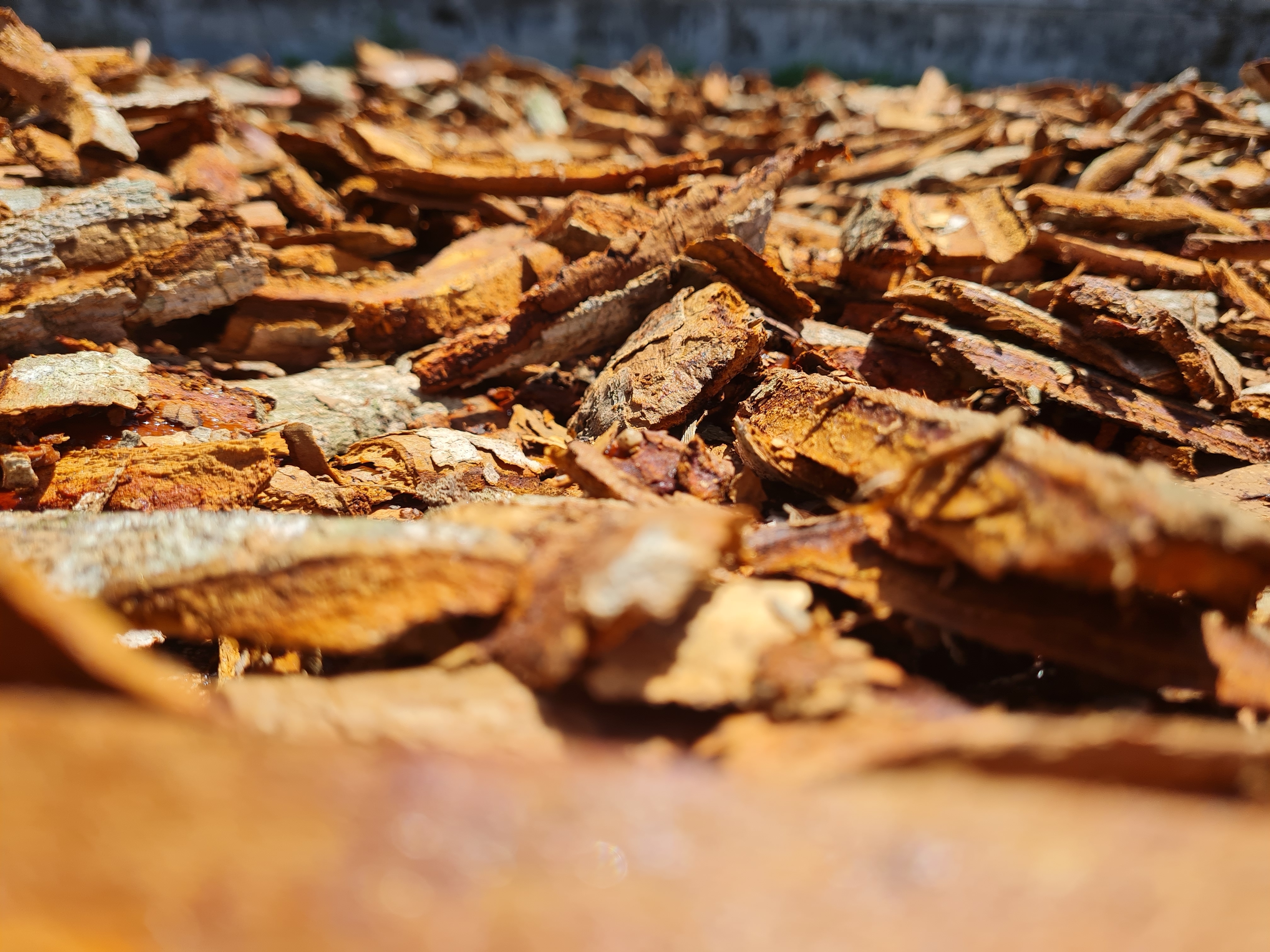 1027934.jpg wood-pile.jpg