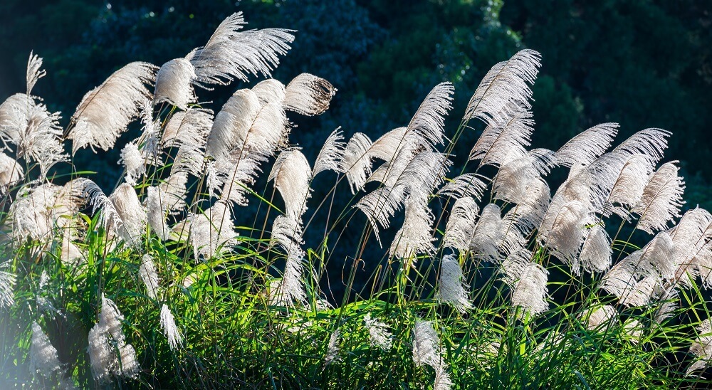 white-miscanthus-flowers-sway-in-the-wind
