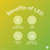(case of 3 bulbs) GE Lighting Vintage Style LED G30 Globe Light Bulb, 5.5 Watts (60 Watt Equivalent) Warm Candle Light, Amber Glass, Medium Base, Dimmable, 400 lumens