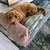 Dog lying on I don't like mondays dog bed cover