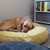 dog sleeping on an organic cotton dog bed dog sleeping on an organic cotton dog bed