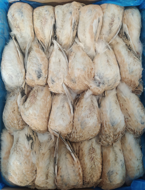 Spanish quail L 220-320 g 6kg