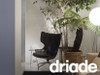 Driade