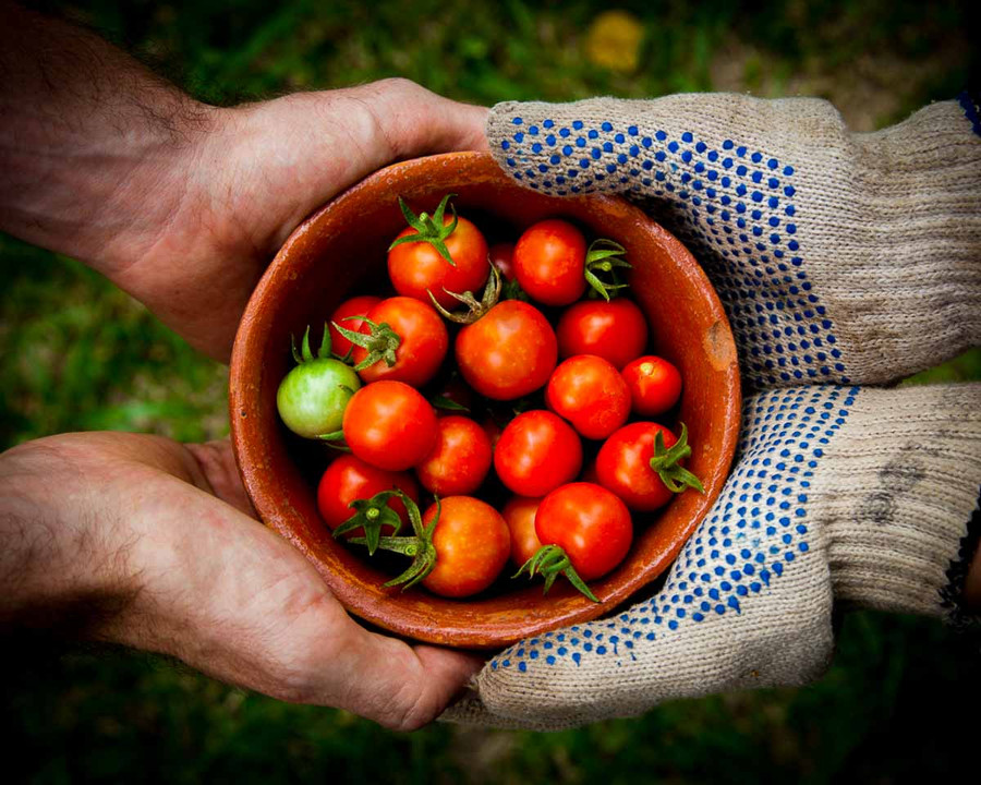 Maltodextrin RAW Forest Foods
