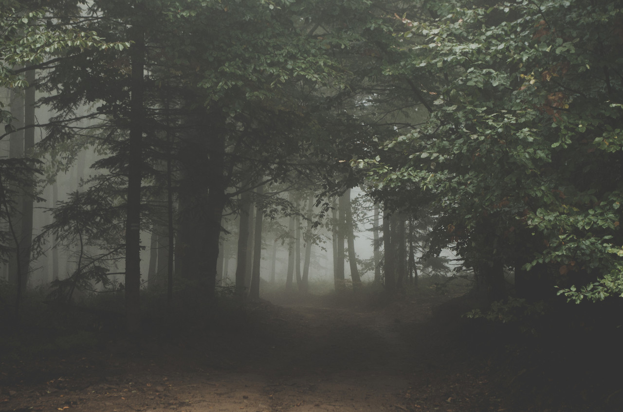 A Reforestation Partnership  A Reforestation Partnership