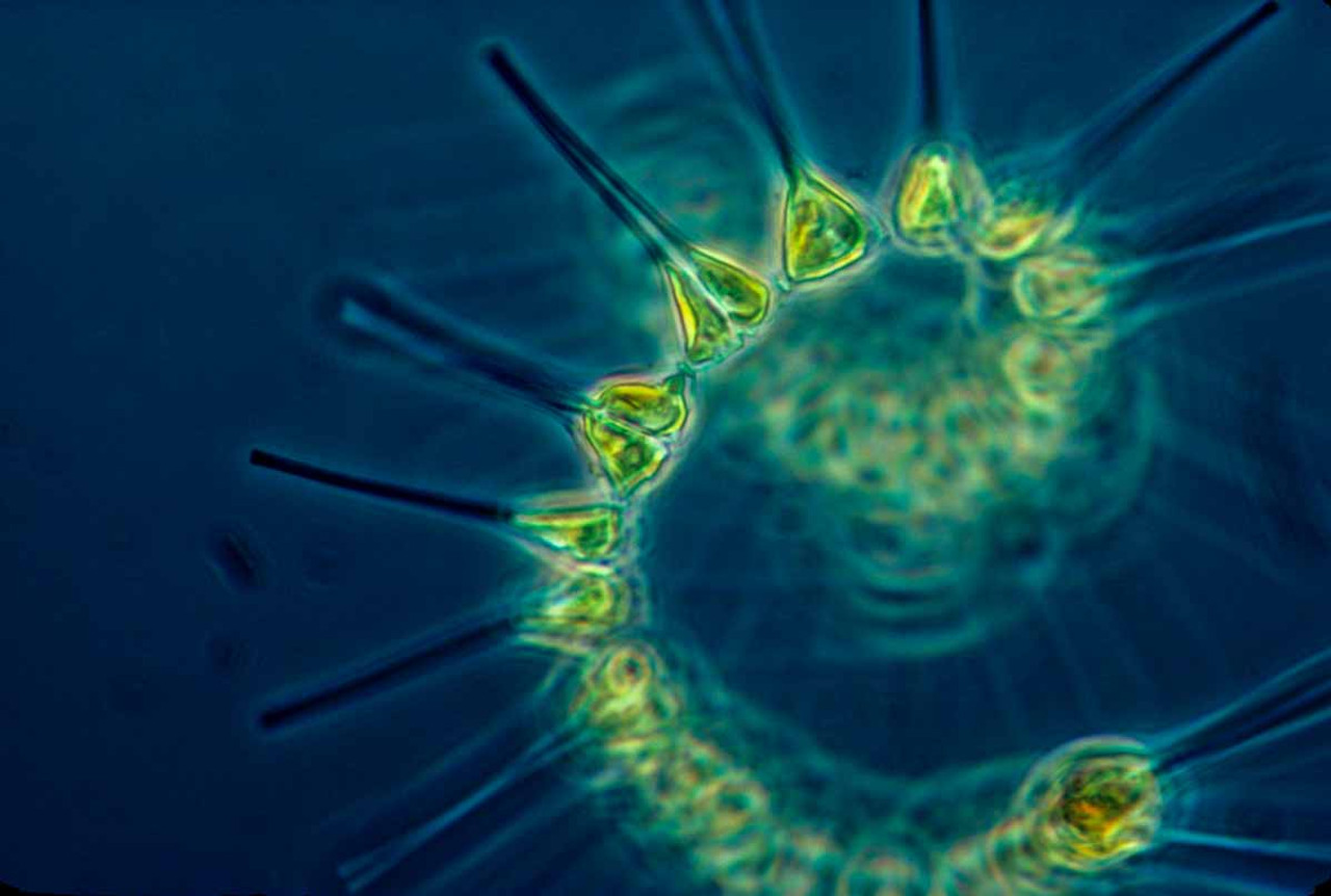 Exploring Ascended Health Life Extension Elixir Benefits