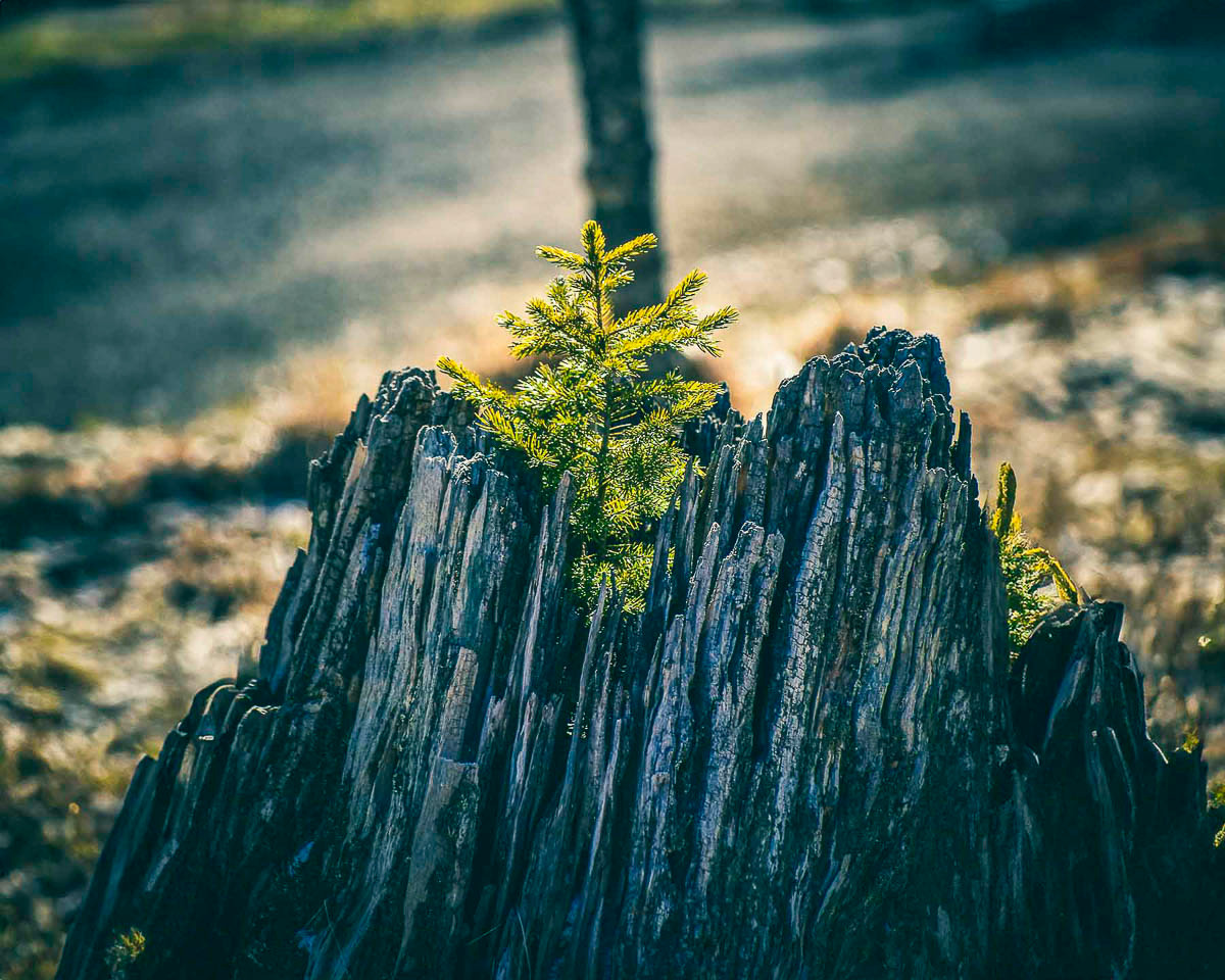 Pine Pollen Nectar Tincture Benefits and Essence Explained Pine Pollen Nectar Tincture Benefits and Essence Explained