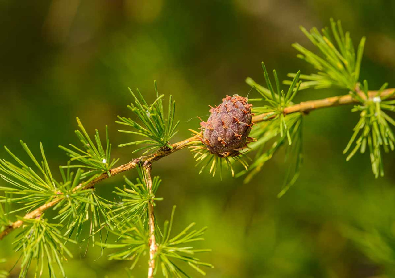 Pine Pollen Explained: A Multifaceted Functional Food Pine Pollen Explained: A Multifaceted Functional Food