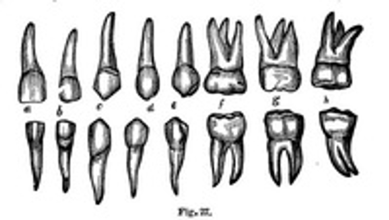 Tooth Health and the Soy Connection: What You Need to Know Tooth Health and the Soy Connection: What You Need to Know