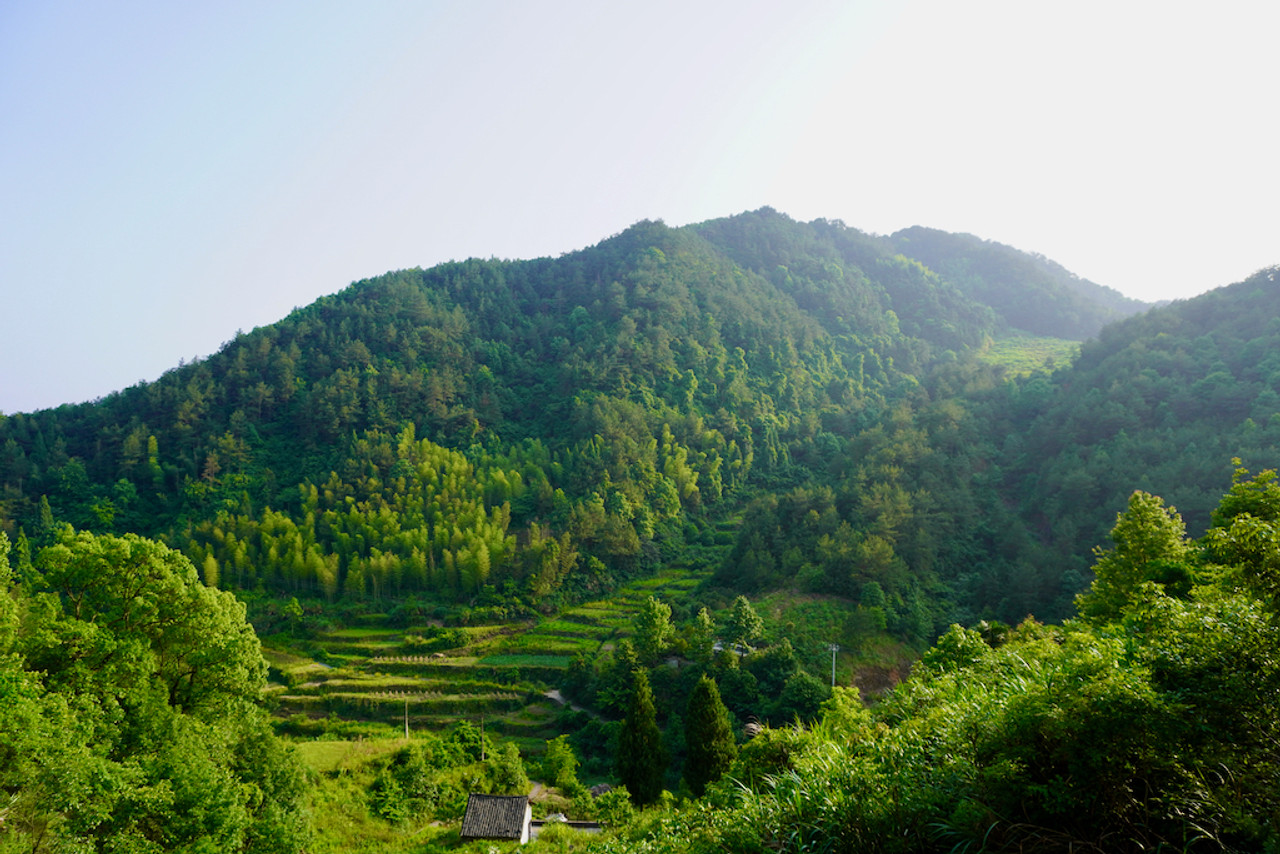 RAW Pine Pollen Capsules, Powder, & Tablets RAW Pine Pollen Capsules, Powder, & Tablets